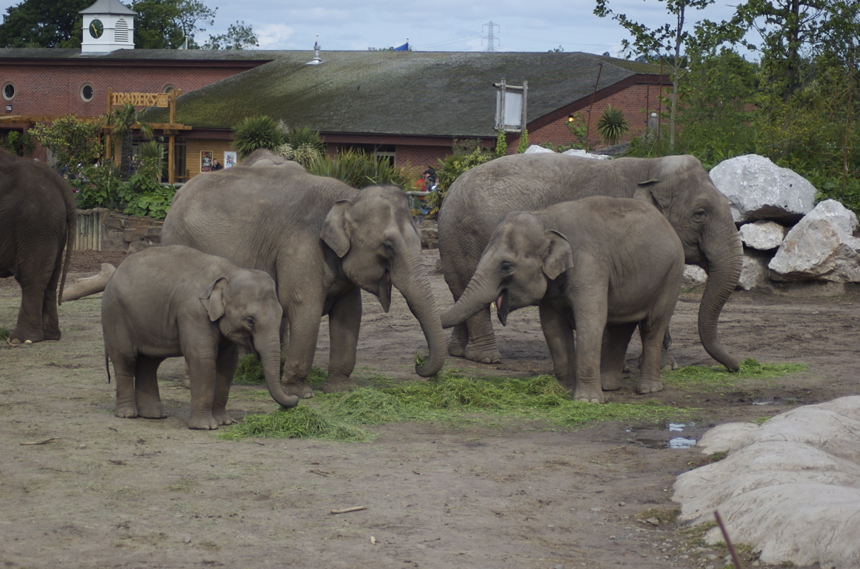 Elephants at Chester