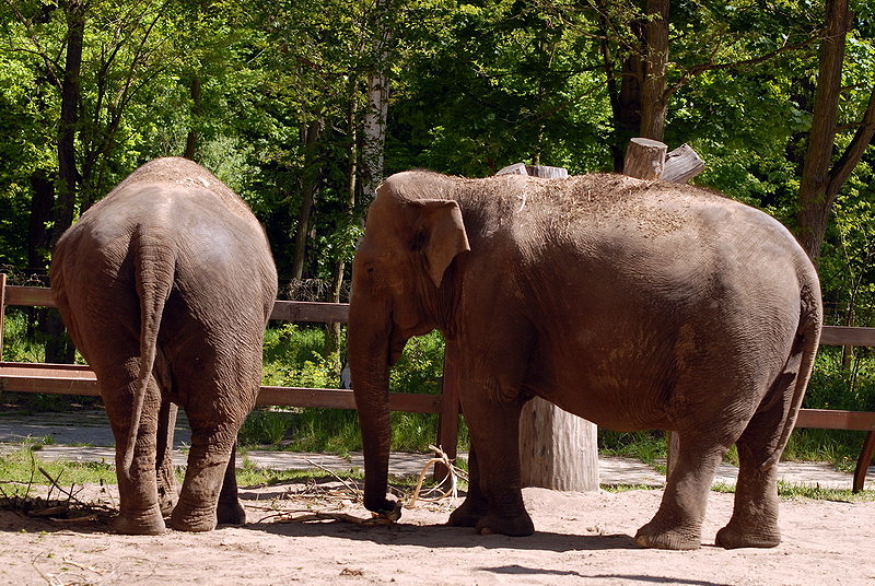 Elephants at Cottbus