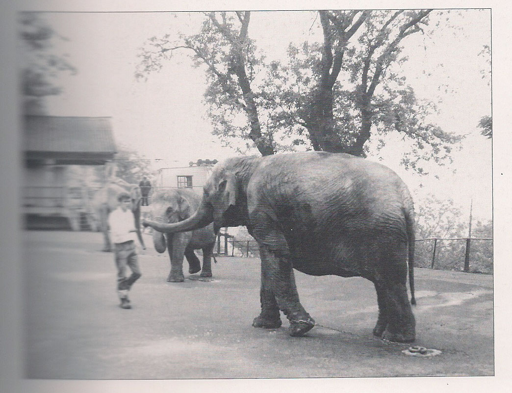 ELEPHANTS AT DUDLEY 1965