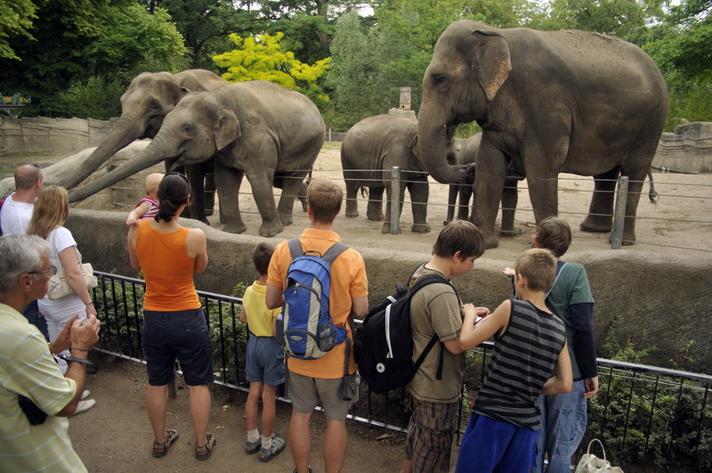 Elephants at Hagenbeck, Hamburg