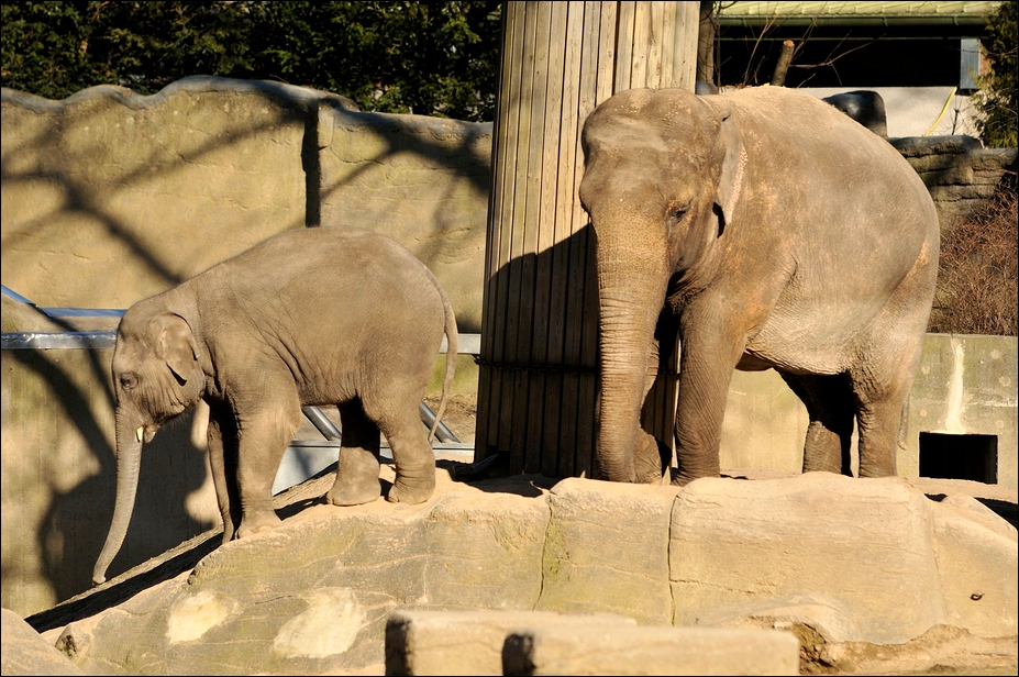 Elephants at Hamburg