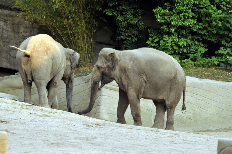 Elephants at Hamburg