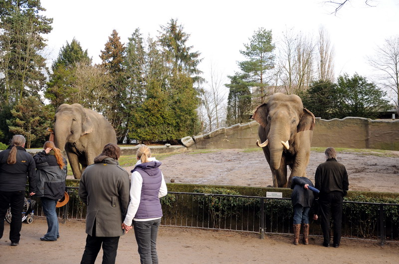 Elephants at Hamburg