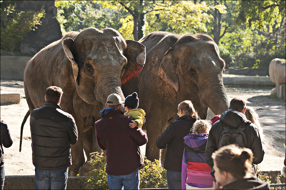 Elephants at Hamburg