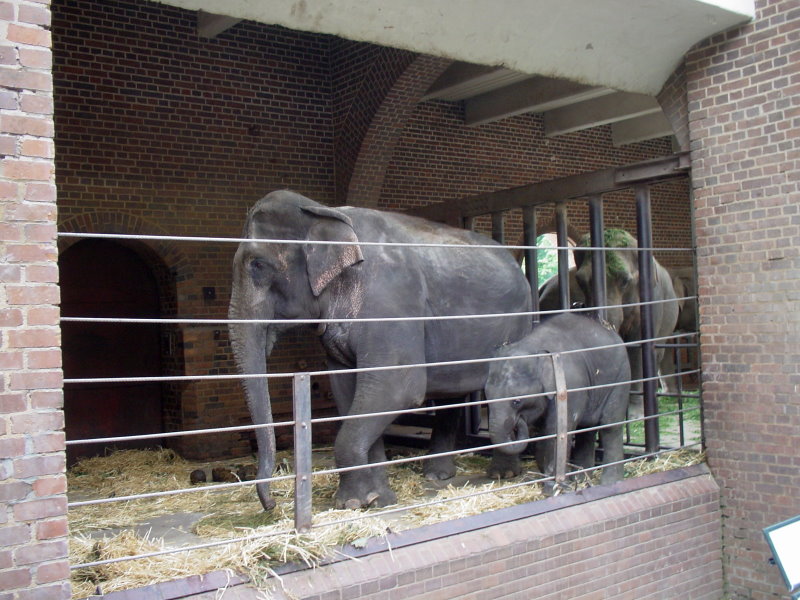 Elephants at Leipzig in 2003