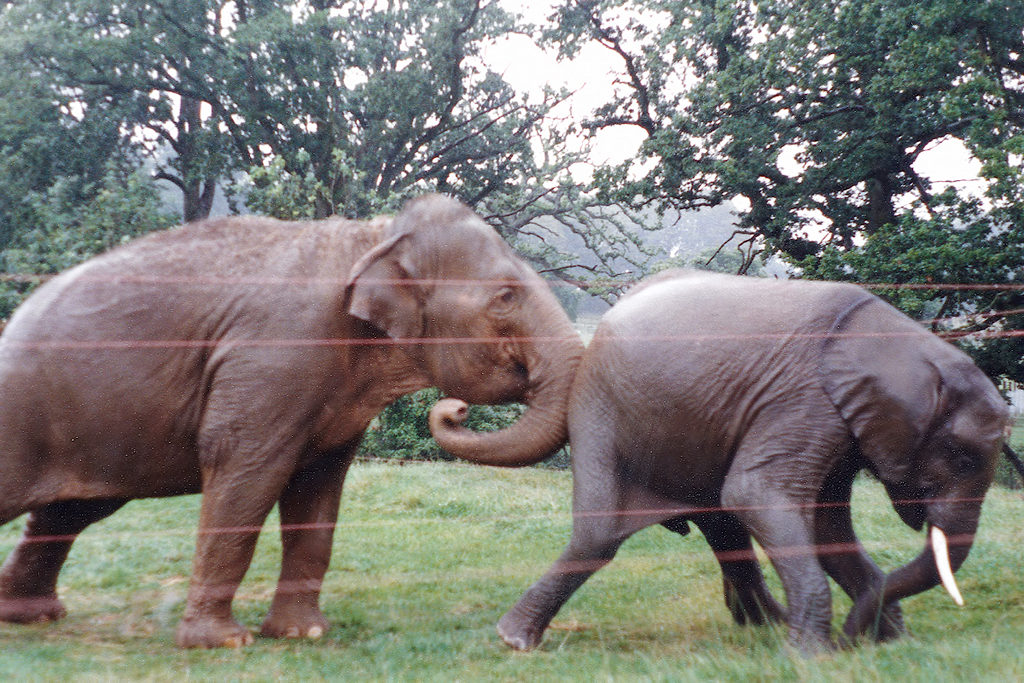 Elephants at Longleat