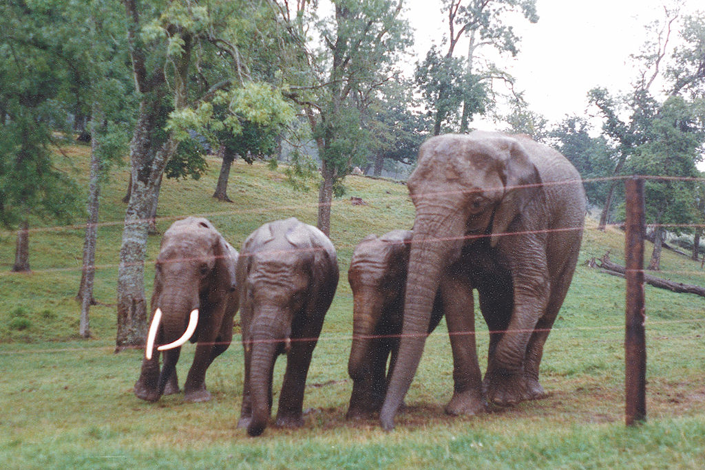Elephants at Longleat