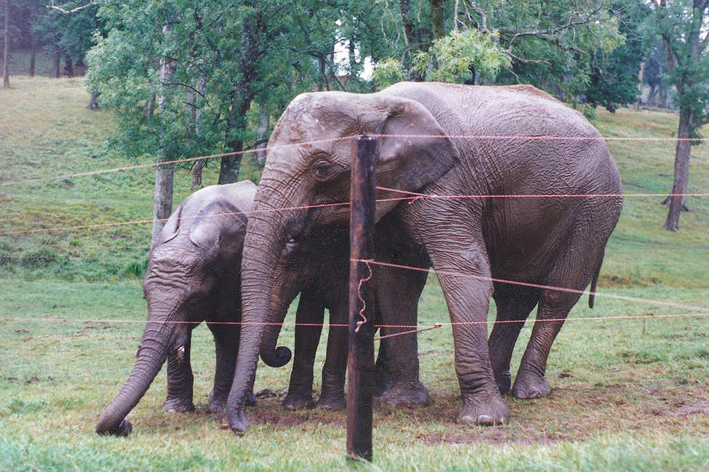Elephants at Longleat