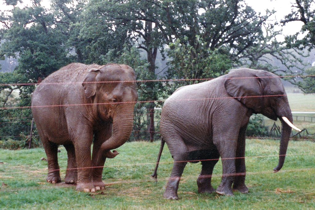 Elephants at Longleat