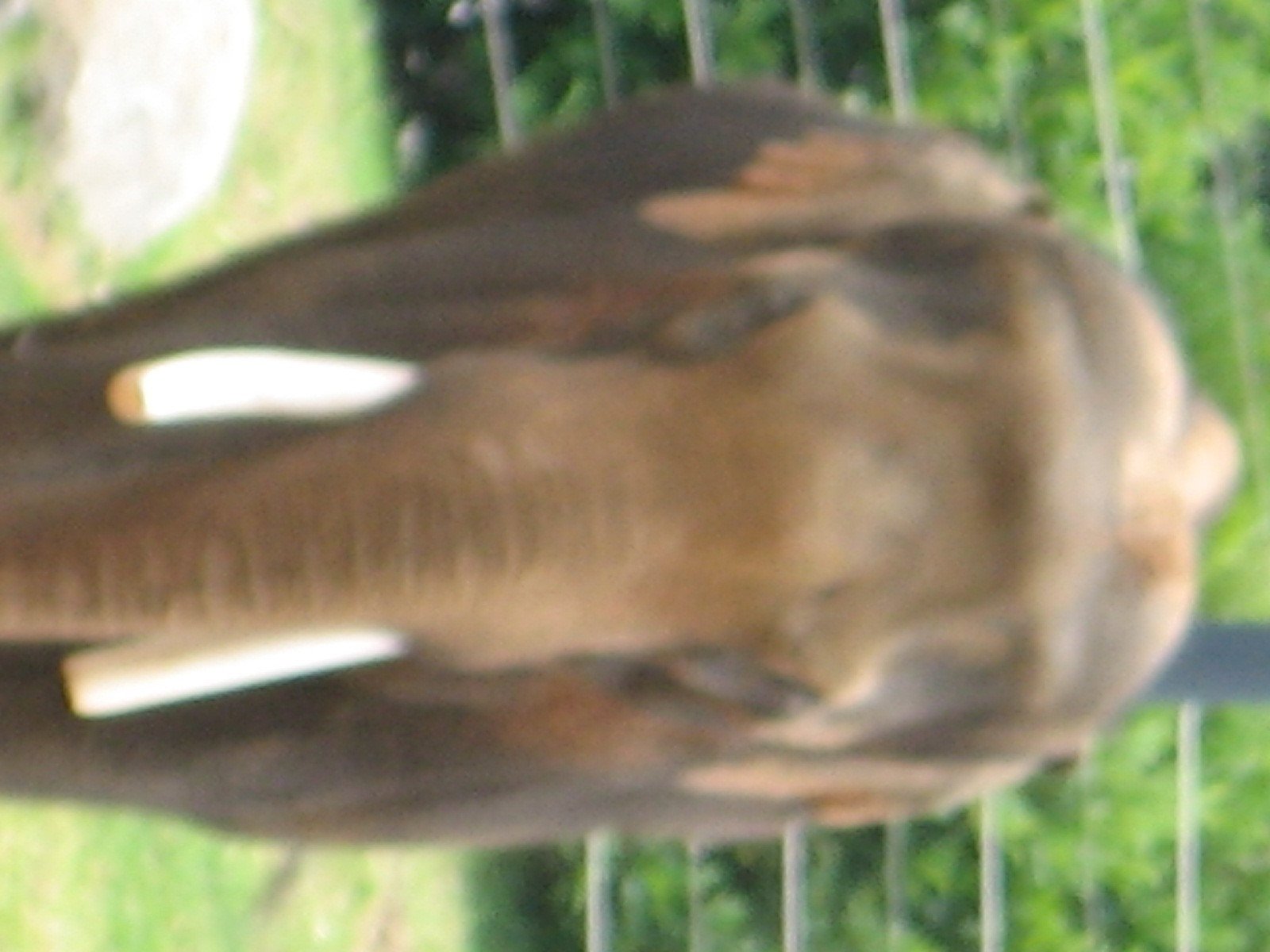 Elephants at Melbourne