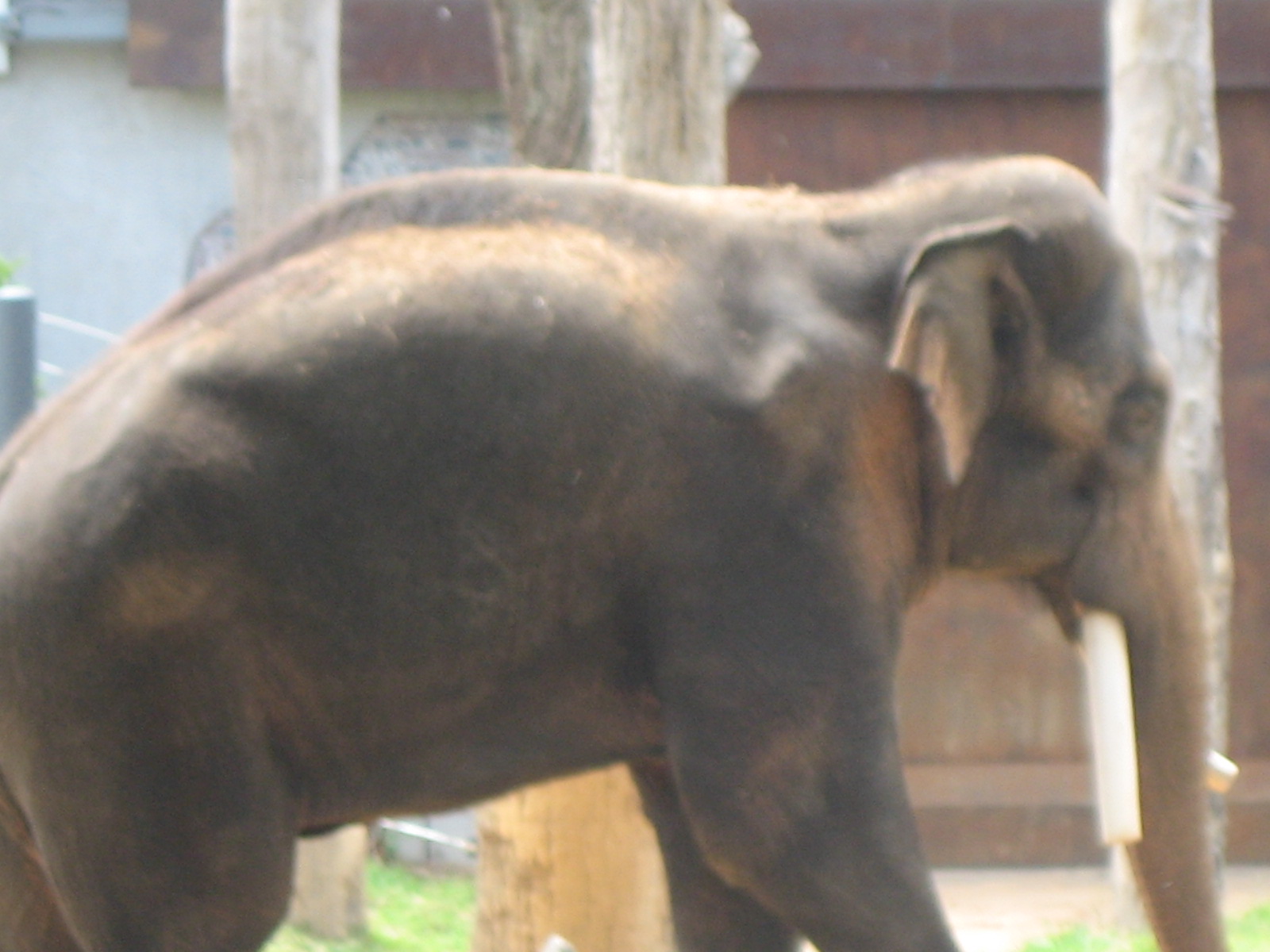 Elephants at Melbourne
