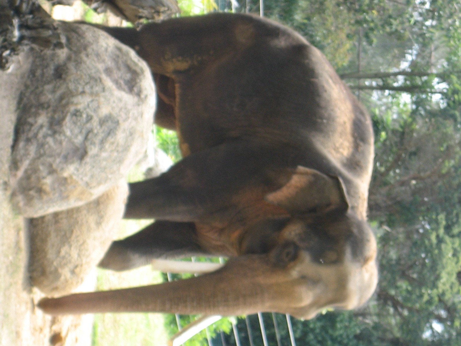 Elephants at Melbourne