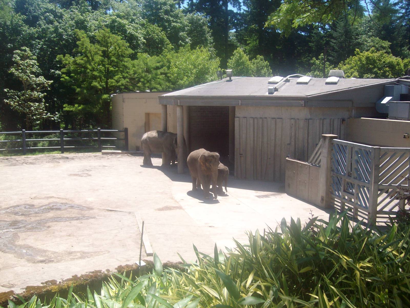 Elephants at Oregon Zoo