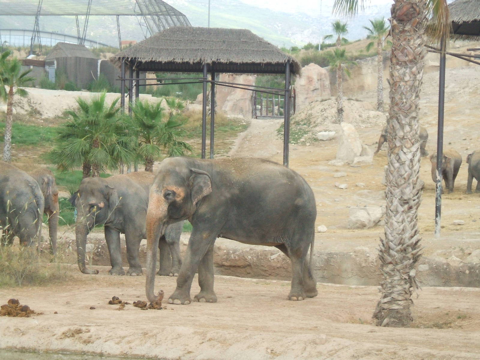 Elephants at Terra Natura