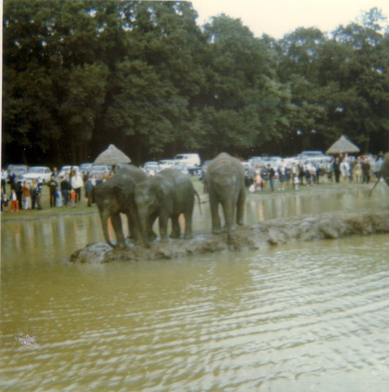Elephants, August 1970