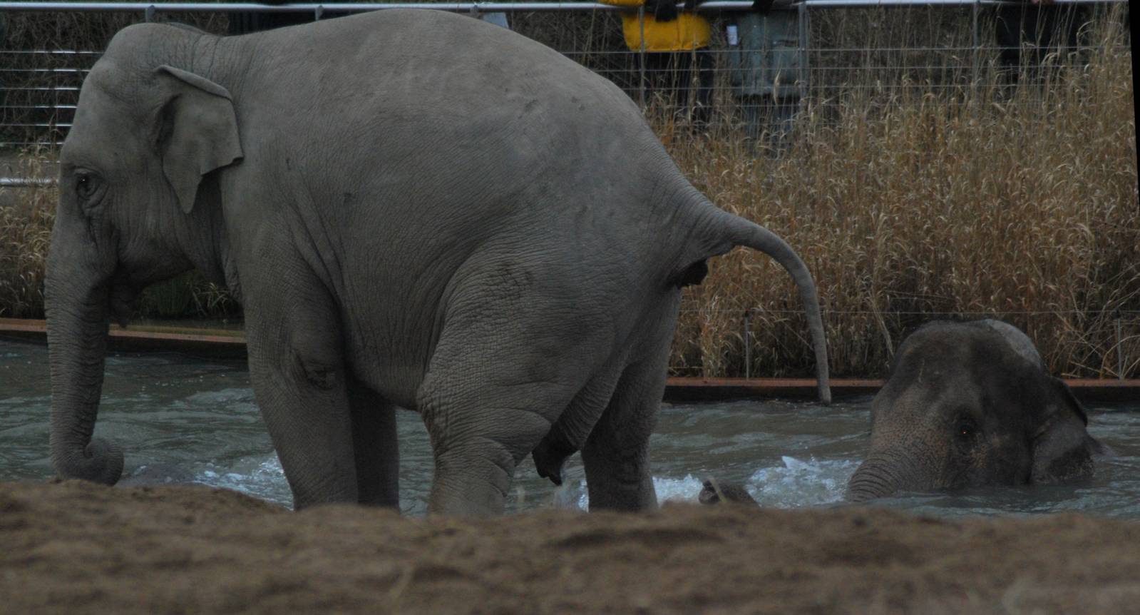 Elephants bading in the freesing Scandinavinan cold...