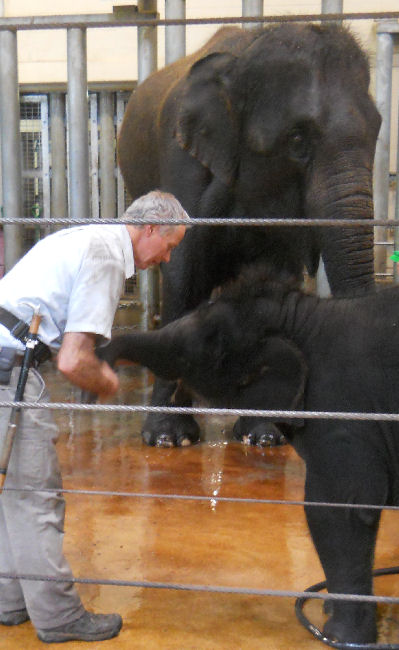 elephants bathtime