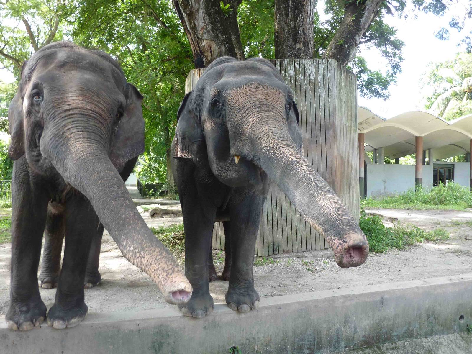 Elephants begging, May 2013.