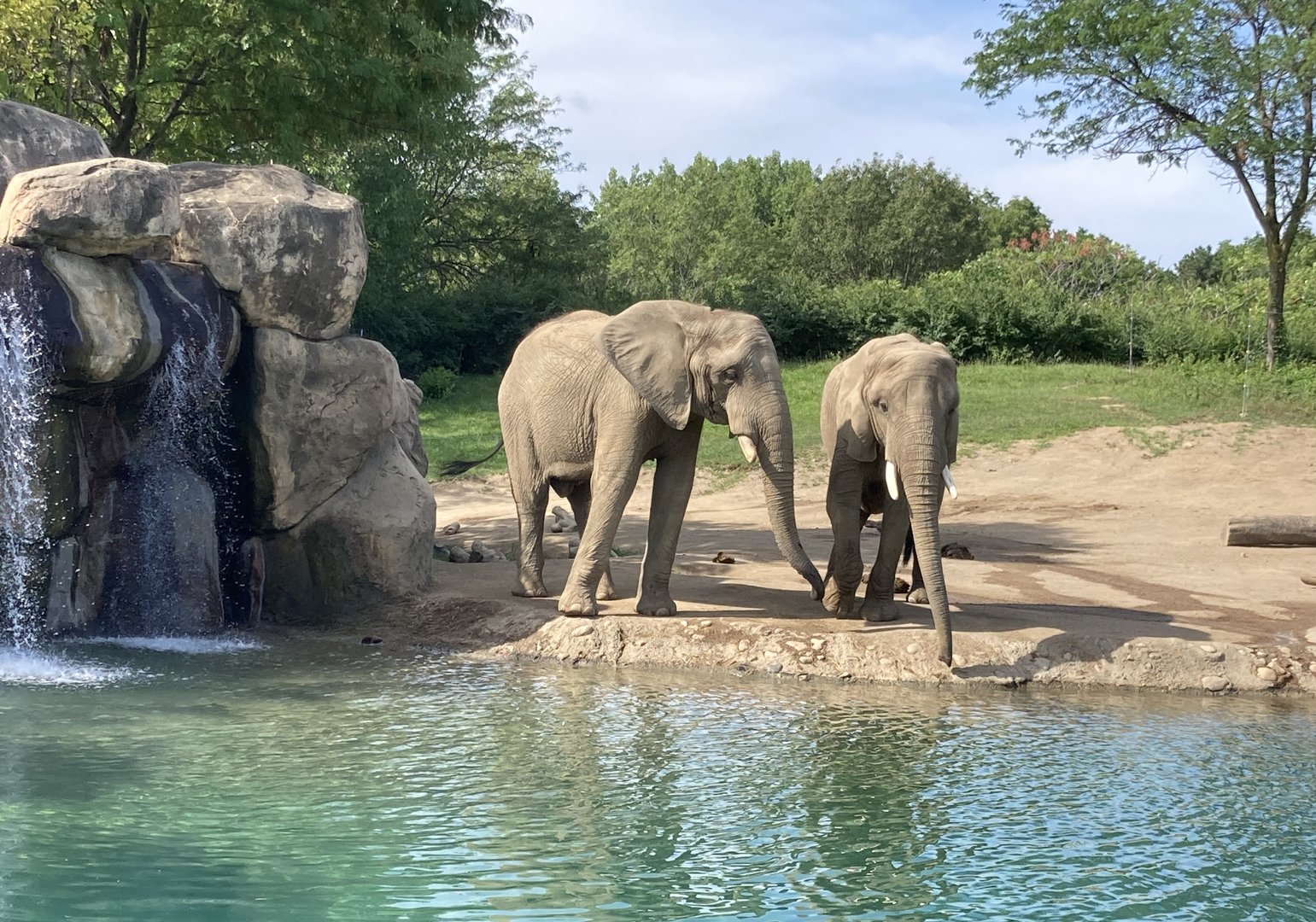 Elephants by Water (August 7th, 2022)