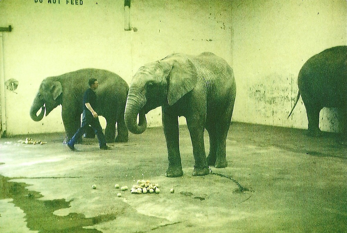 Elephants c late 1970s, courtesy of P Bloom Esq