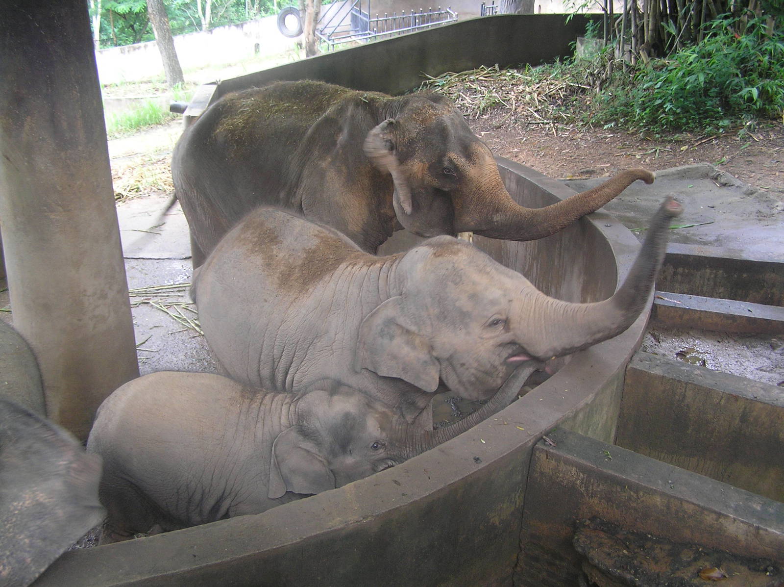 Elephants - Chaing-mai
