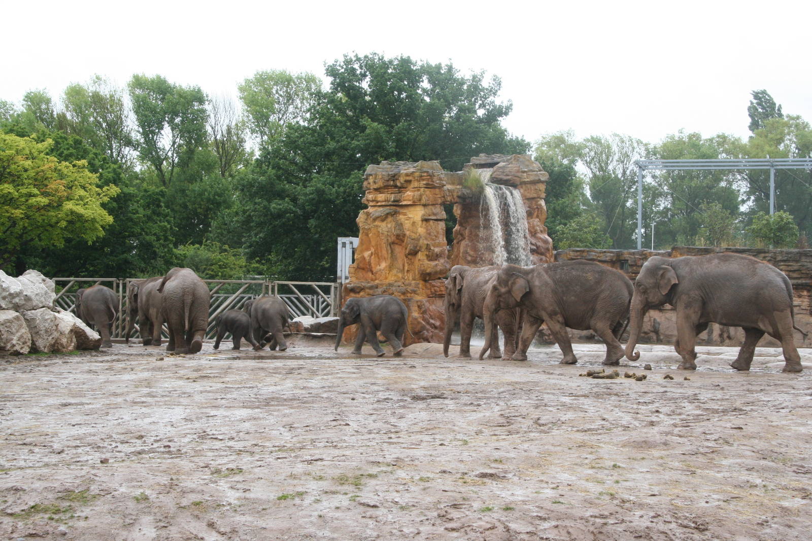 Elephants - Chester 07