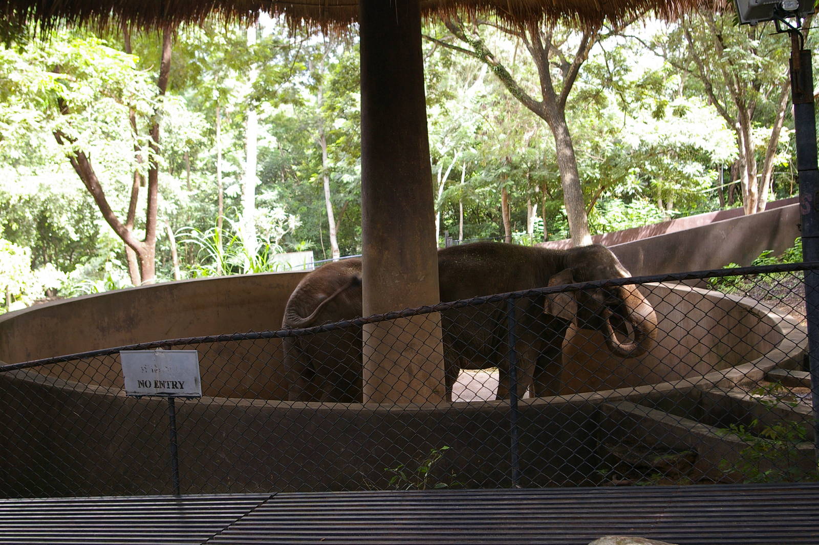 elephants, Chiang Mai Zoo (Thailand)