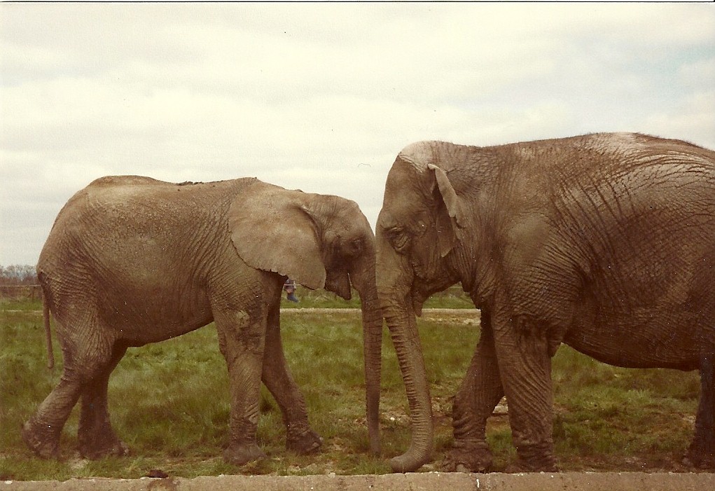 Elephants circa 1981