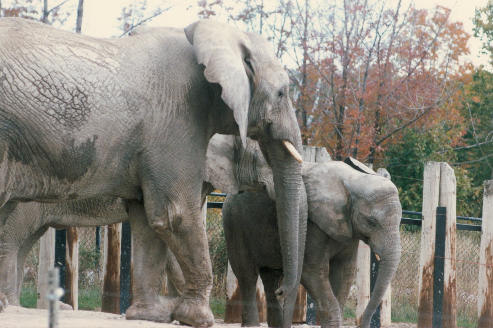 Elephants circa 1990s