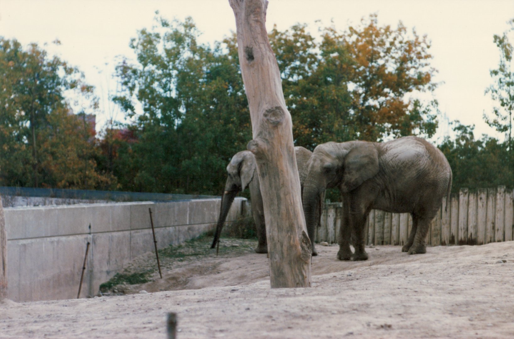 Elephants circa 1990s