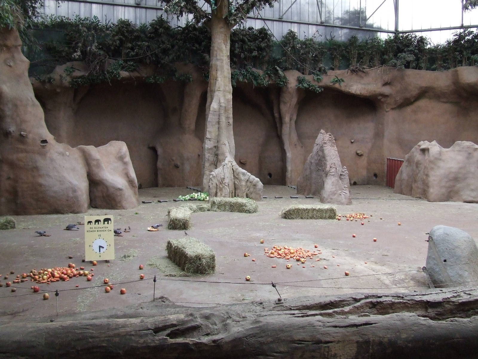 Elephants coming at ...