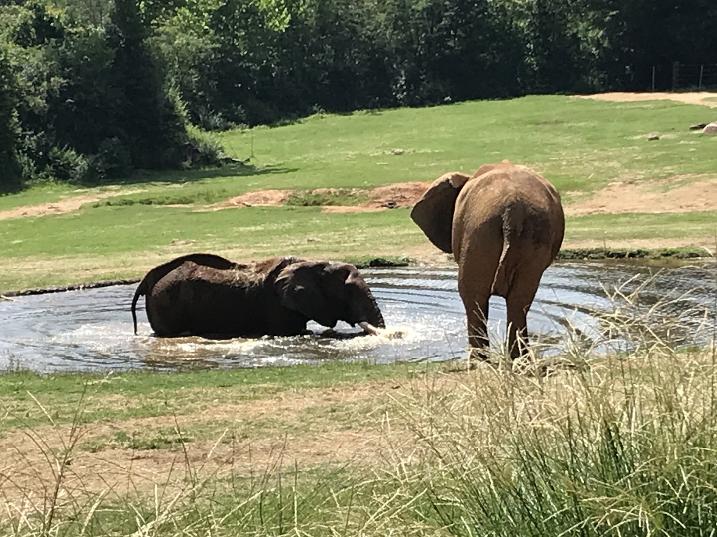 Elephants Cooling Off