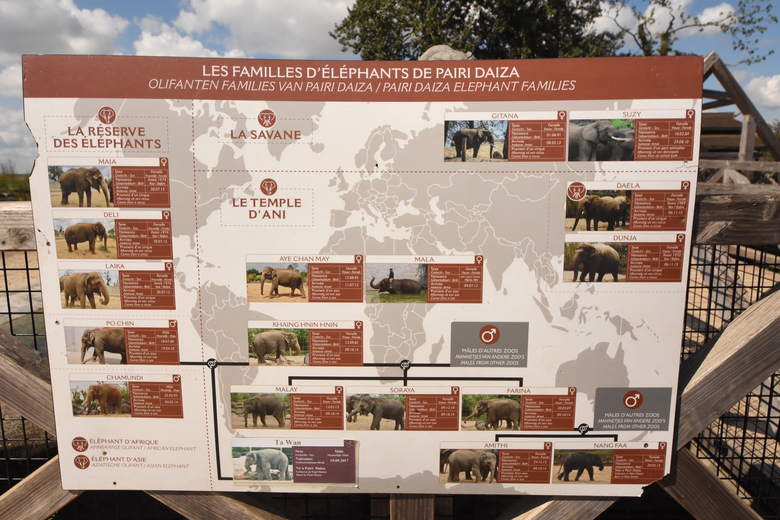 Elephants currently kept