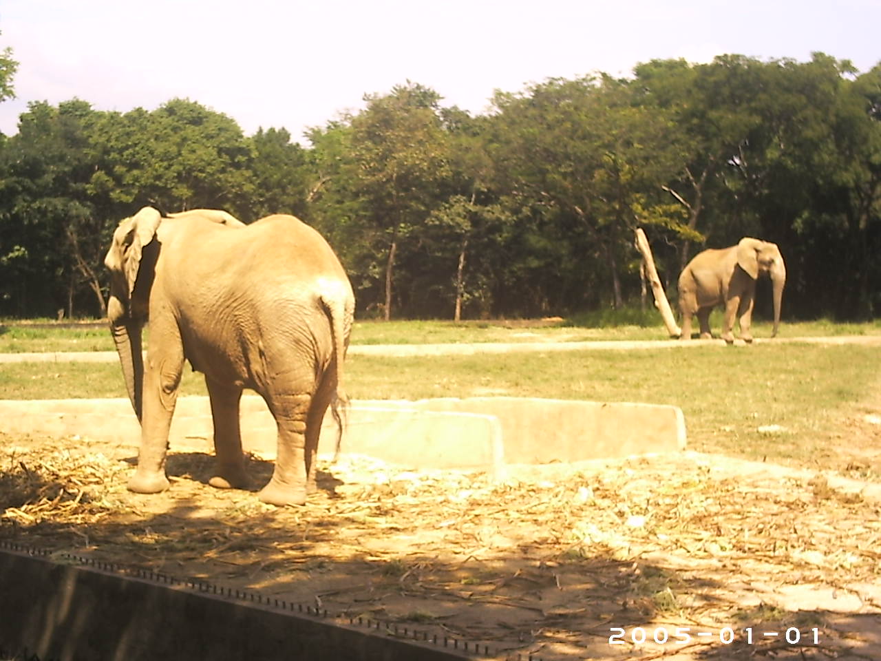 Elephants "Dandara" and "Jamba" (2005) - Belo Horizonte zoo
