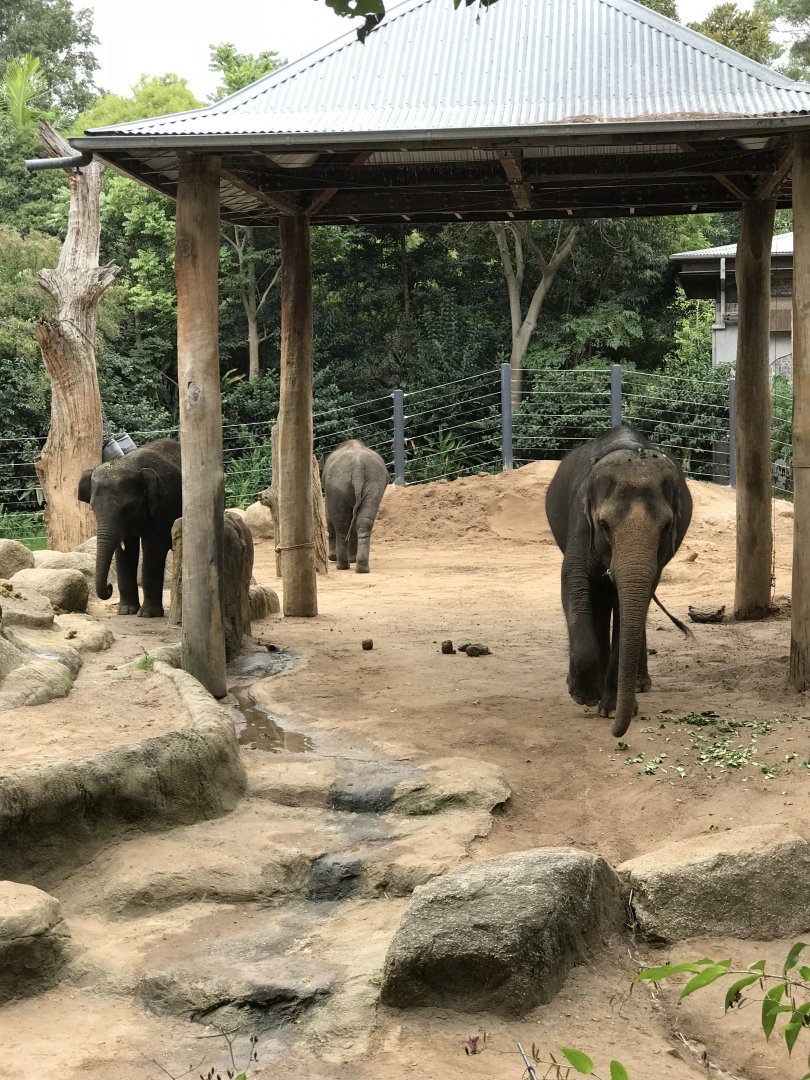 Elephants-(  Dokkon ) right, (Man Jai) left, Mali ( back)