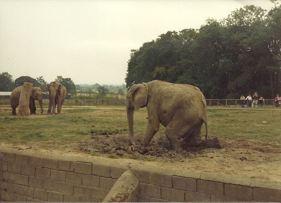 Elephants early 1980s