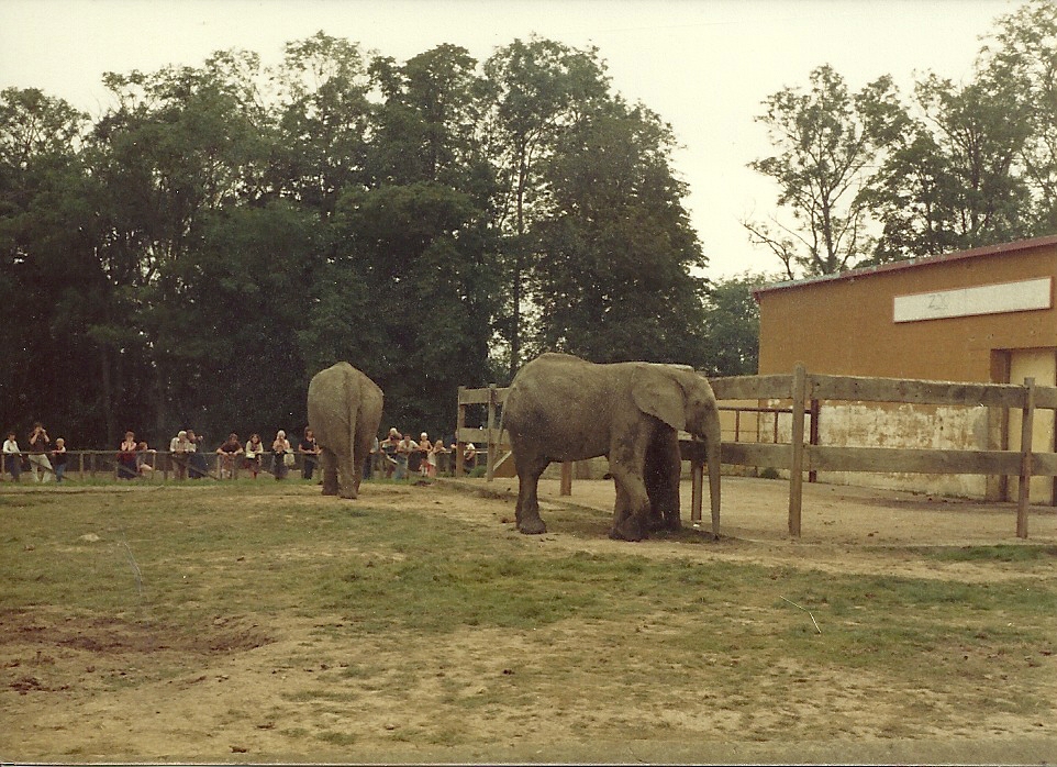 Elephants early 1980s