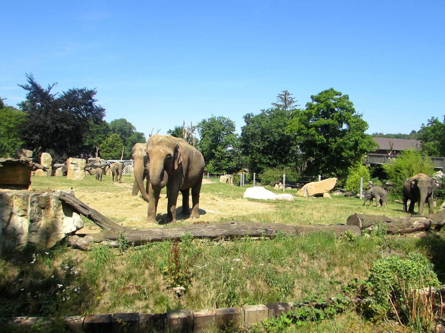 Elephants family - July/2017