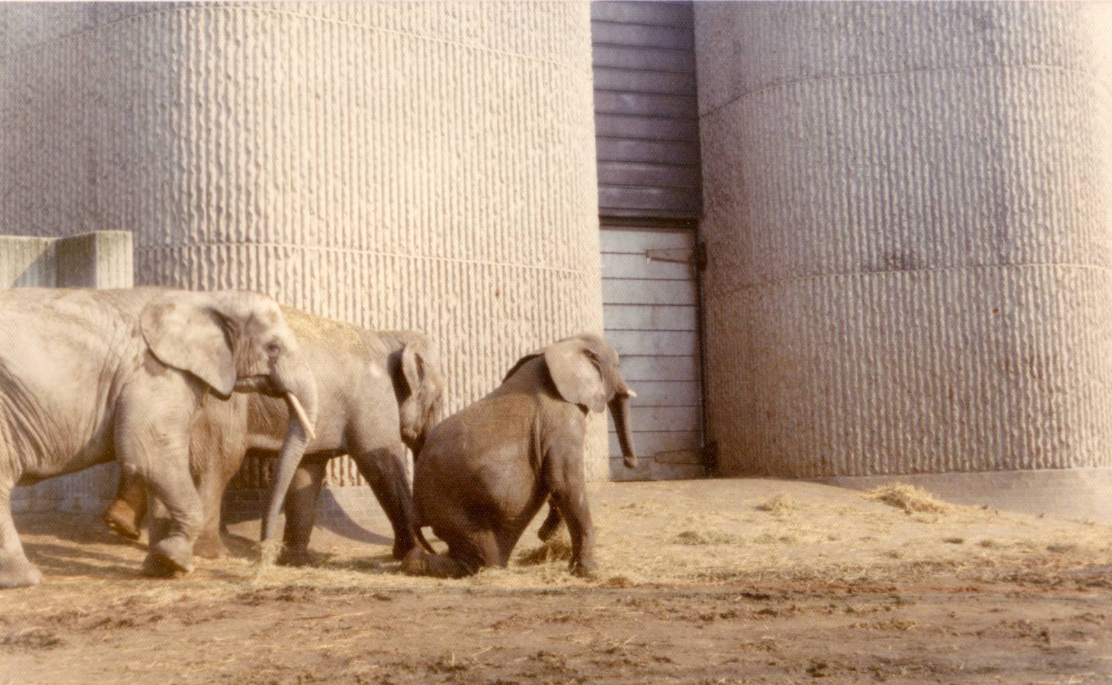 Elephants, February 1973