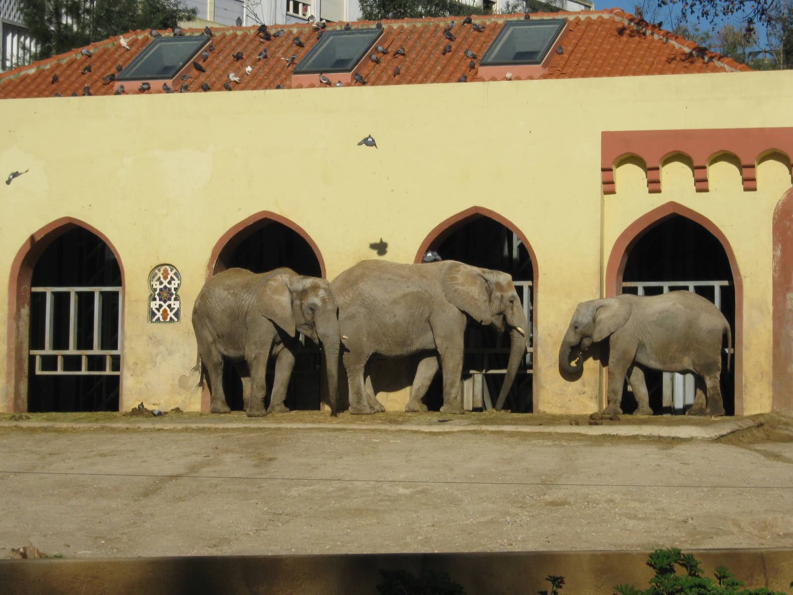 Elephants (females)