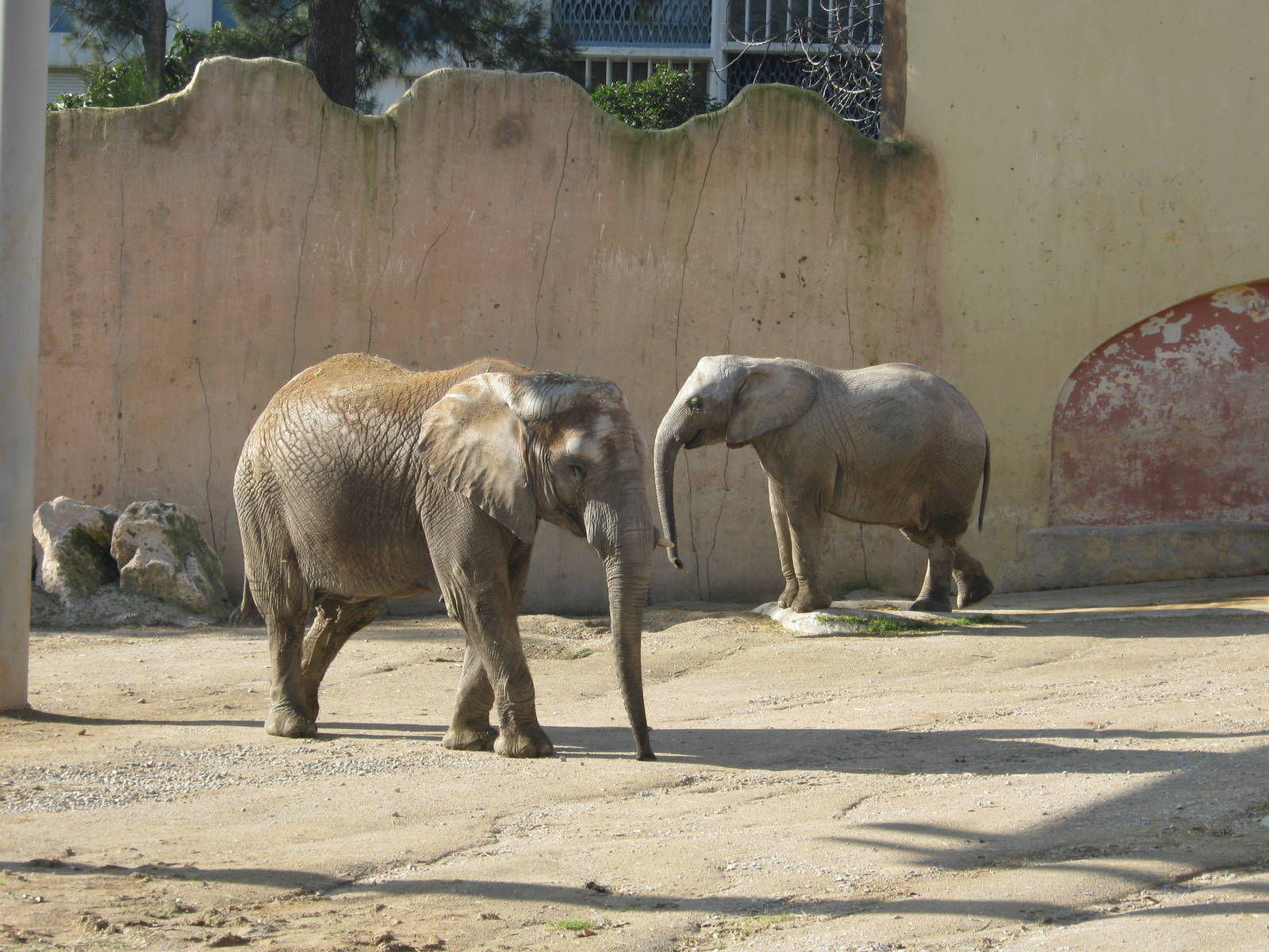 Elephants females