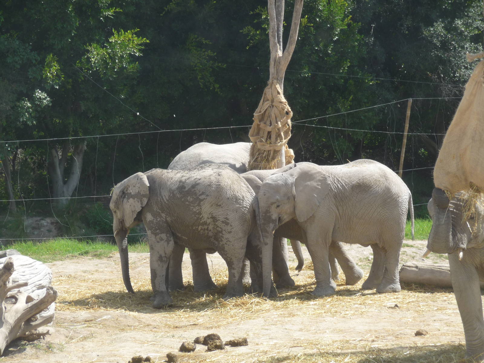 elephants from namibia africam safari