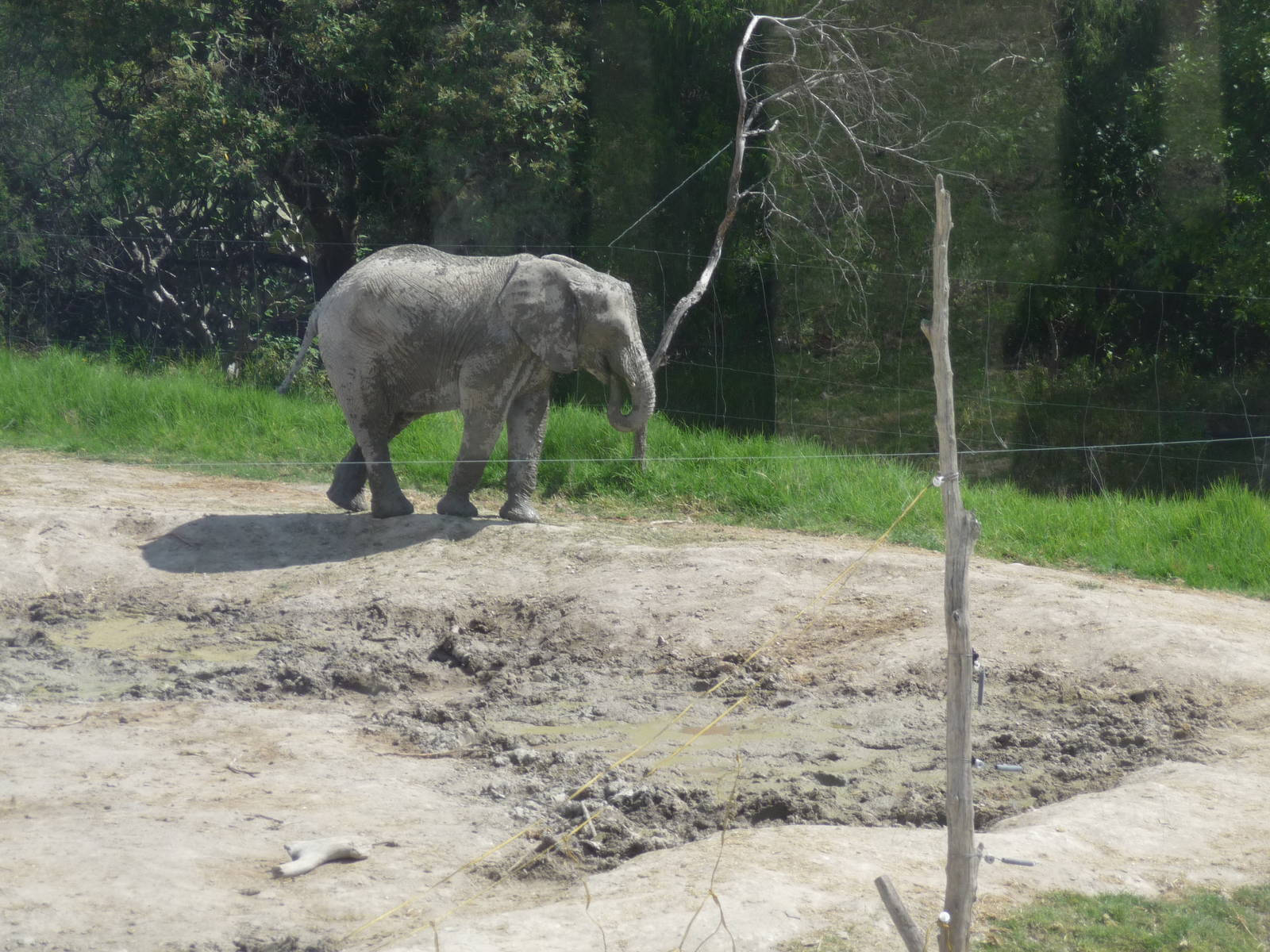 elephants from namibia africam safari