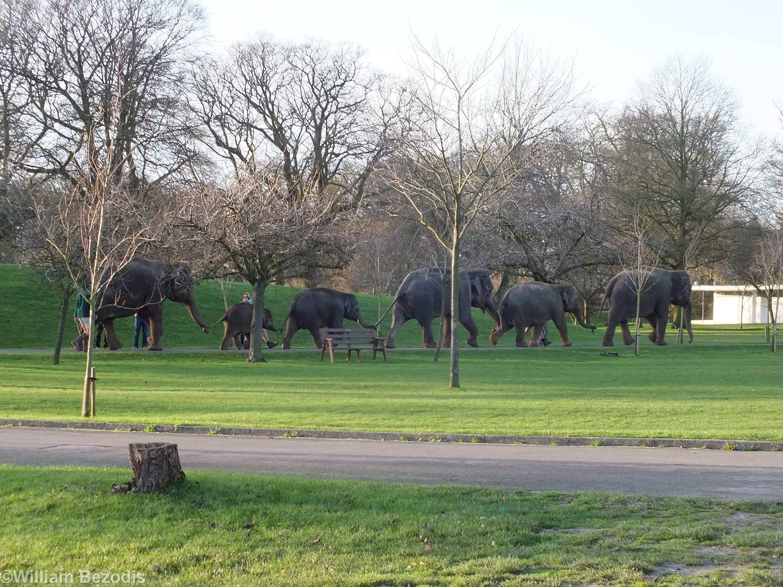 Elephants go for a Walk Around the Zoo!