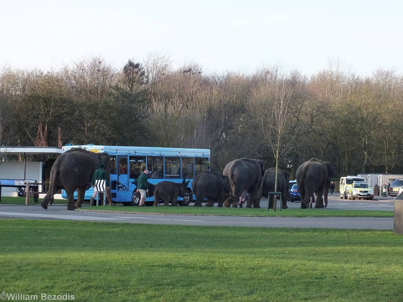 Elephants go for a Walk Around the Zoo!