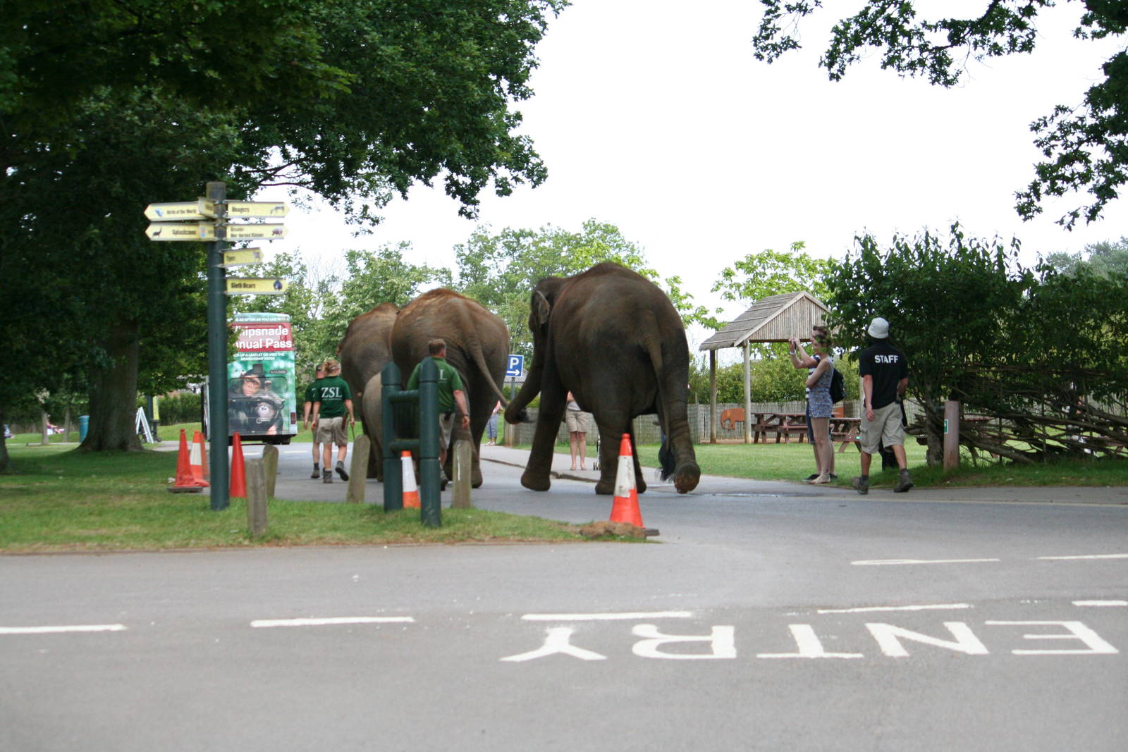 Elephants go for a walk