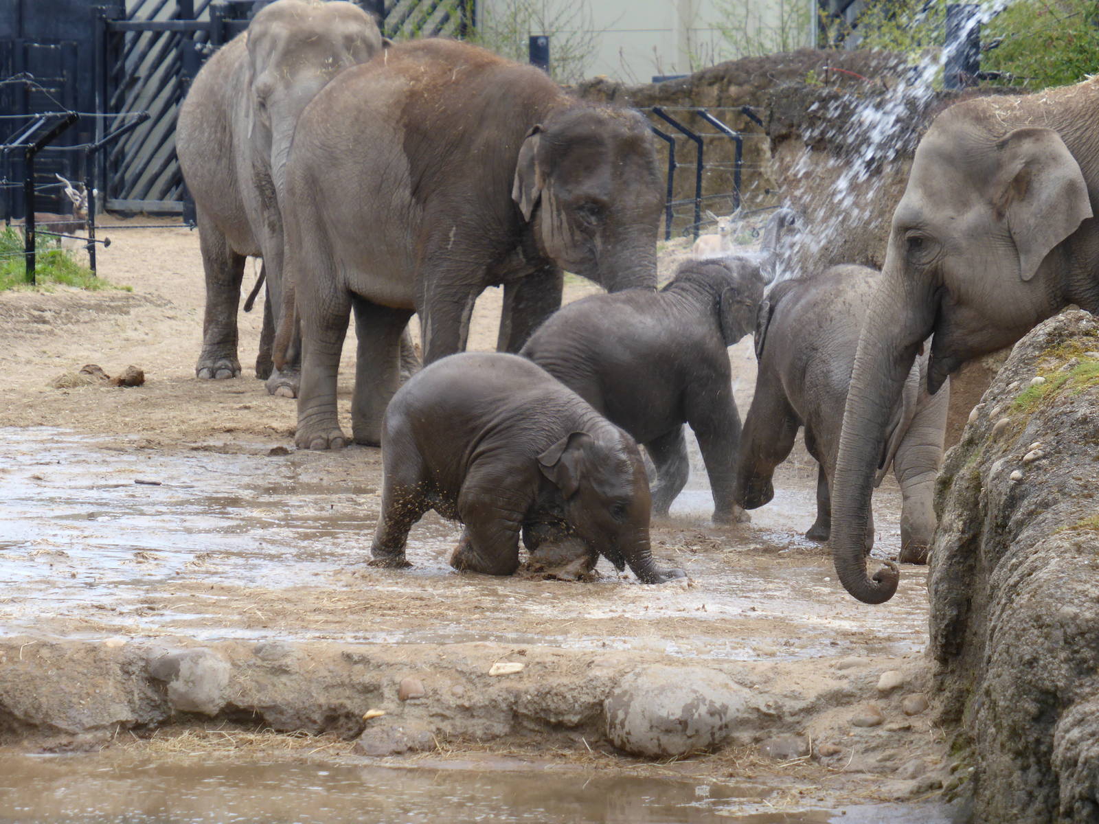 Elephants having fun with water