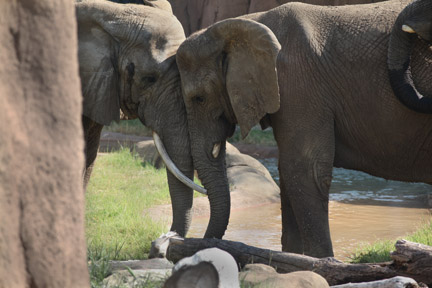 elephants headbutting