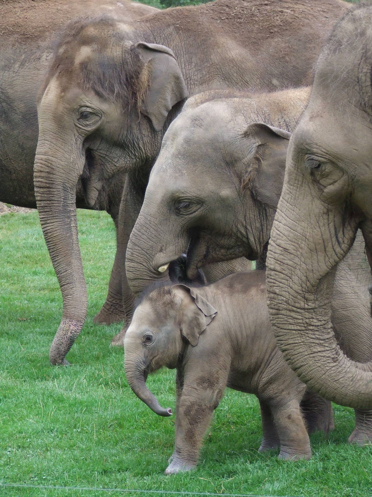 Elephants, in every size