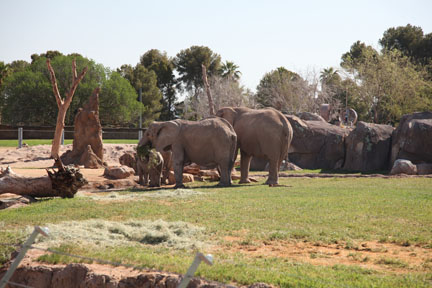 elephants in exhibit